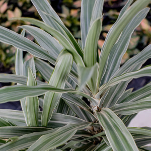 Dracaena Deremensis