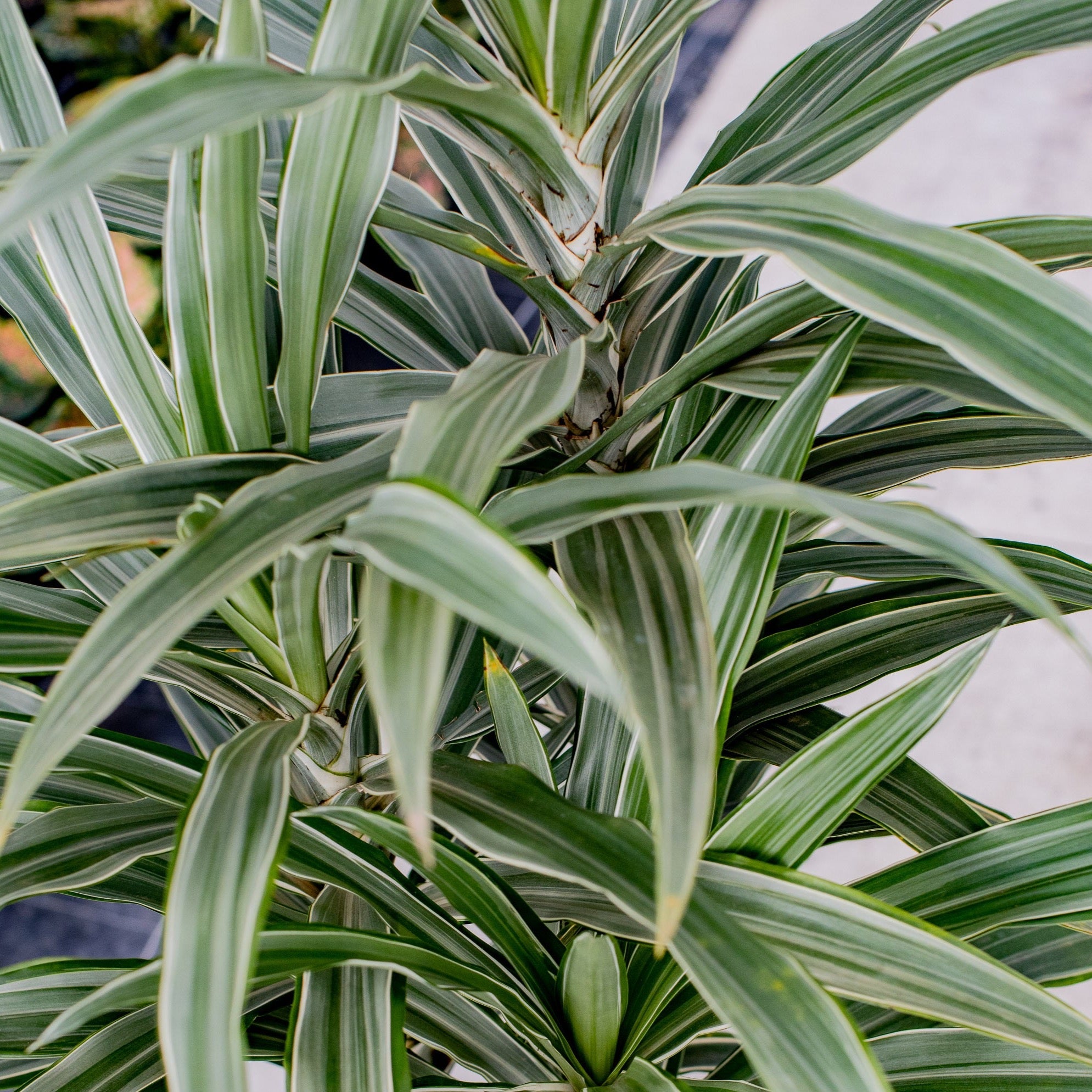 dracaena dermensis Dracaena Deremensis