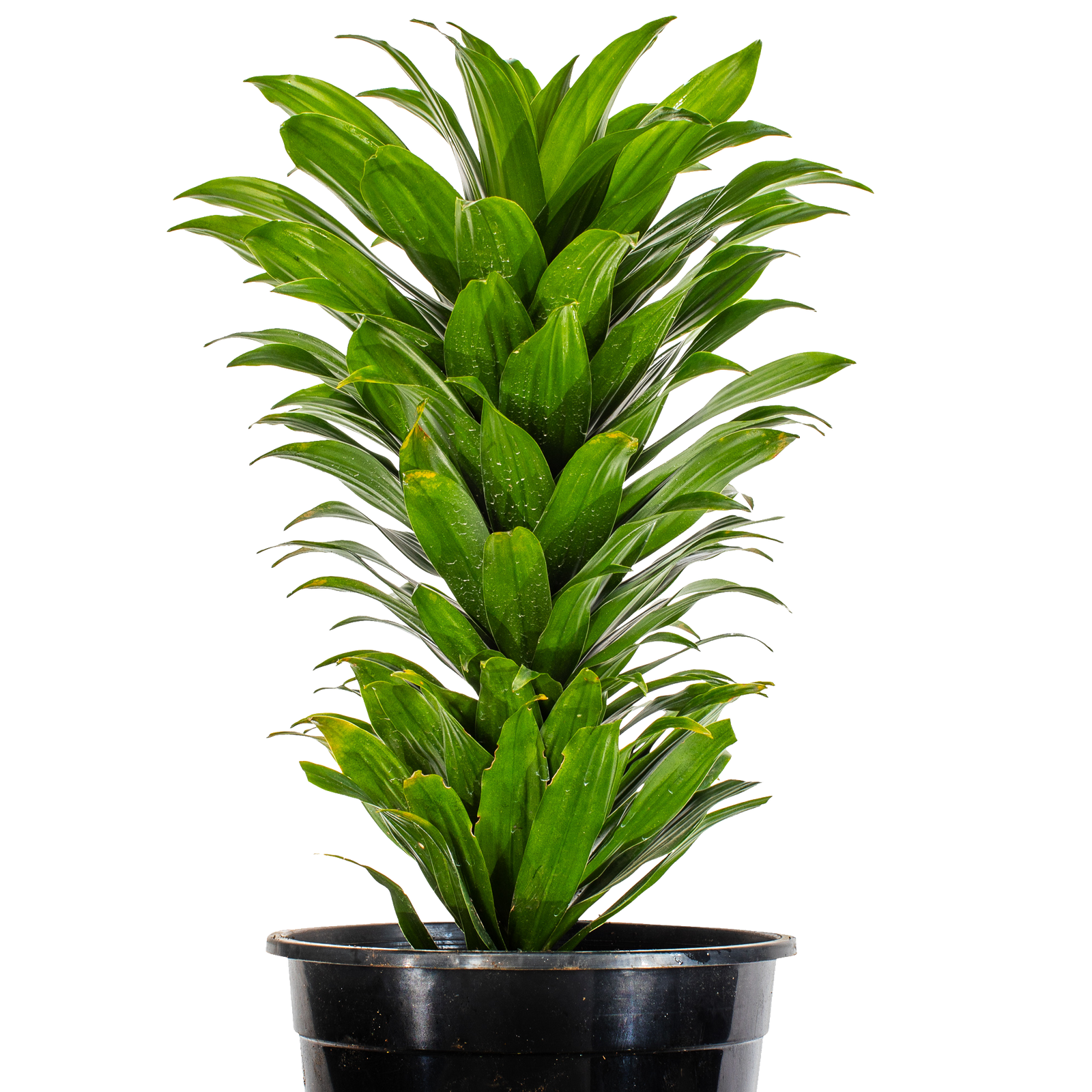 Close up of the leaves of a Dracaena Compacta indoor plant