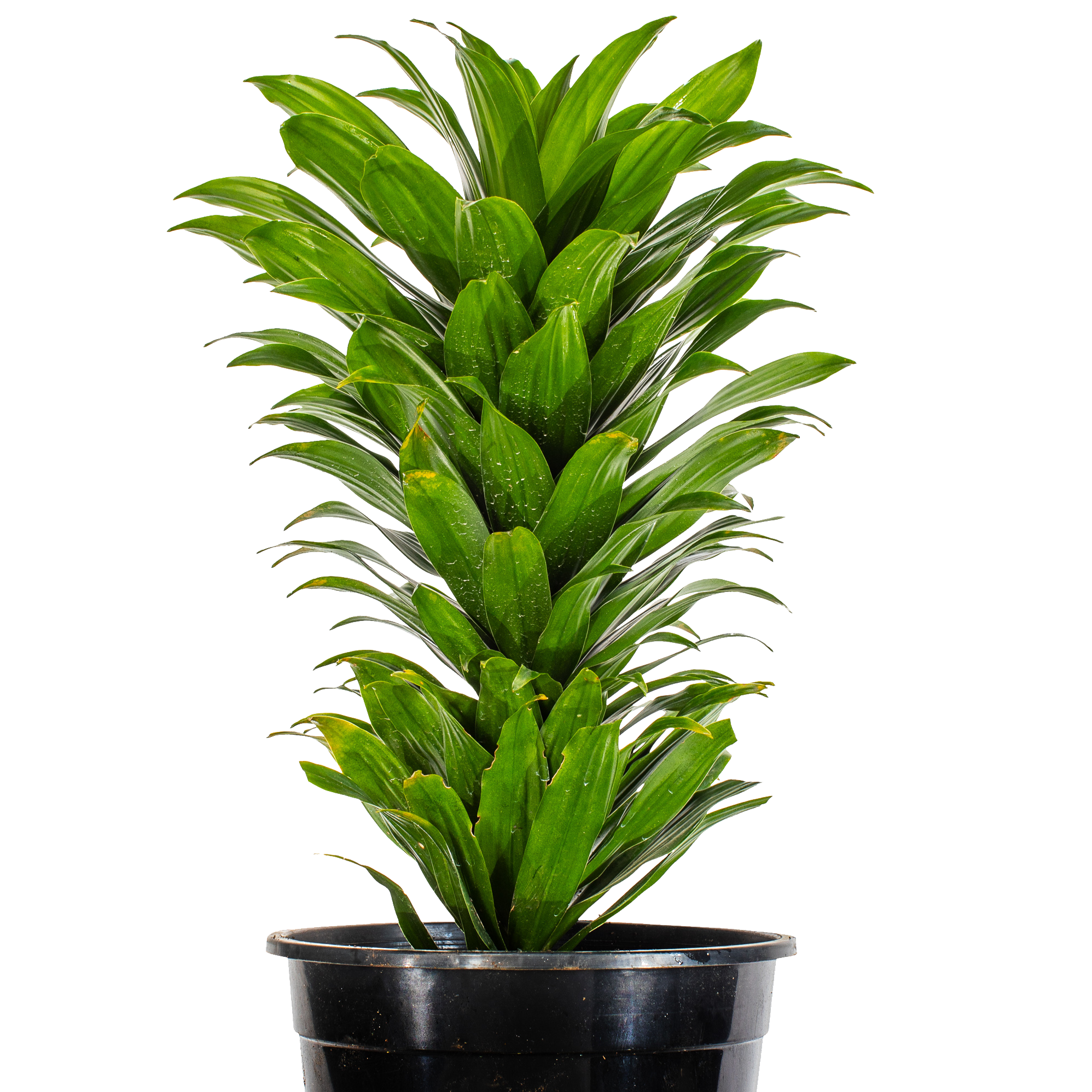 a dracaena Dracaena Golden Heart - Dracaena fragrans