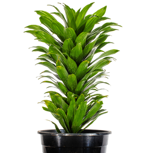 dracaena compacta wiki Dracaena Compacta - Dracaena deremensis
