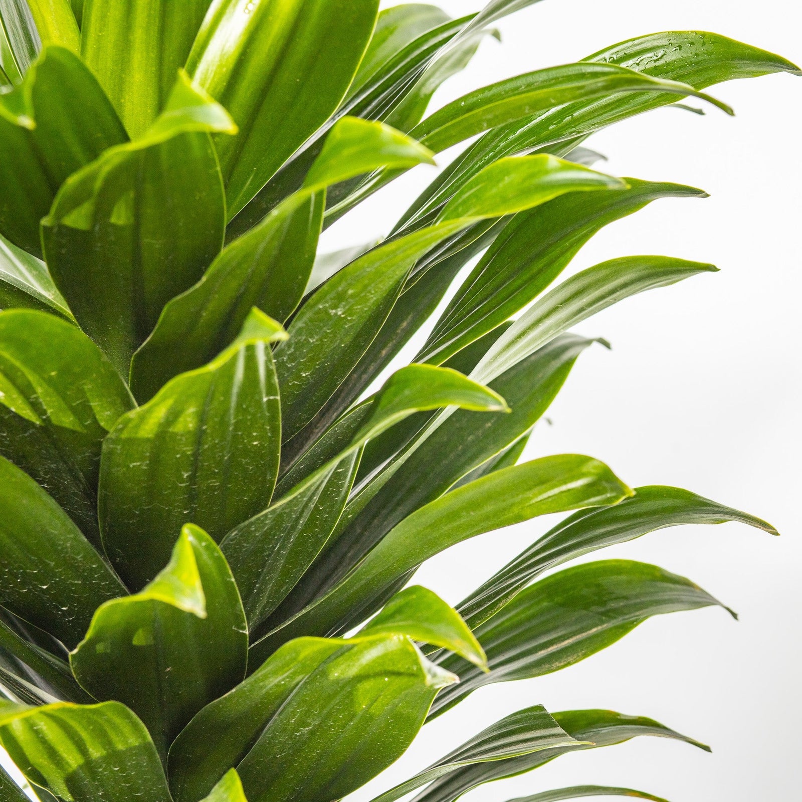Close up of the leaves of a Dracaena Compacta indoor plant