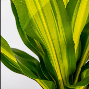 Dracaena Golden Heart - Dracaena fragrans