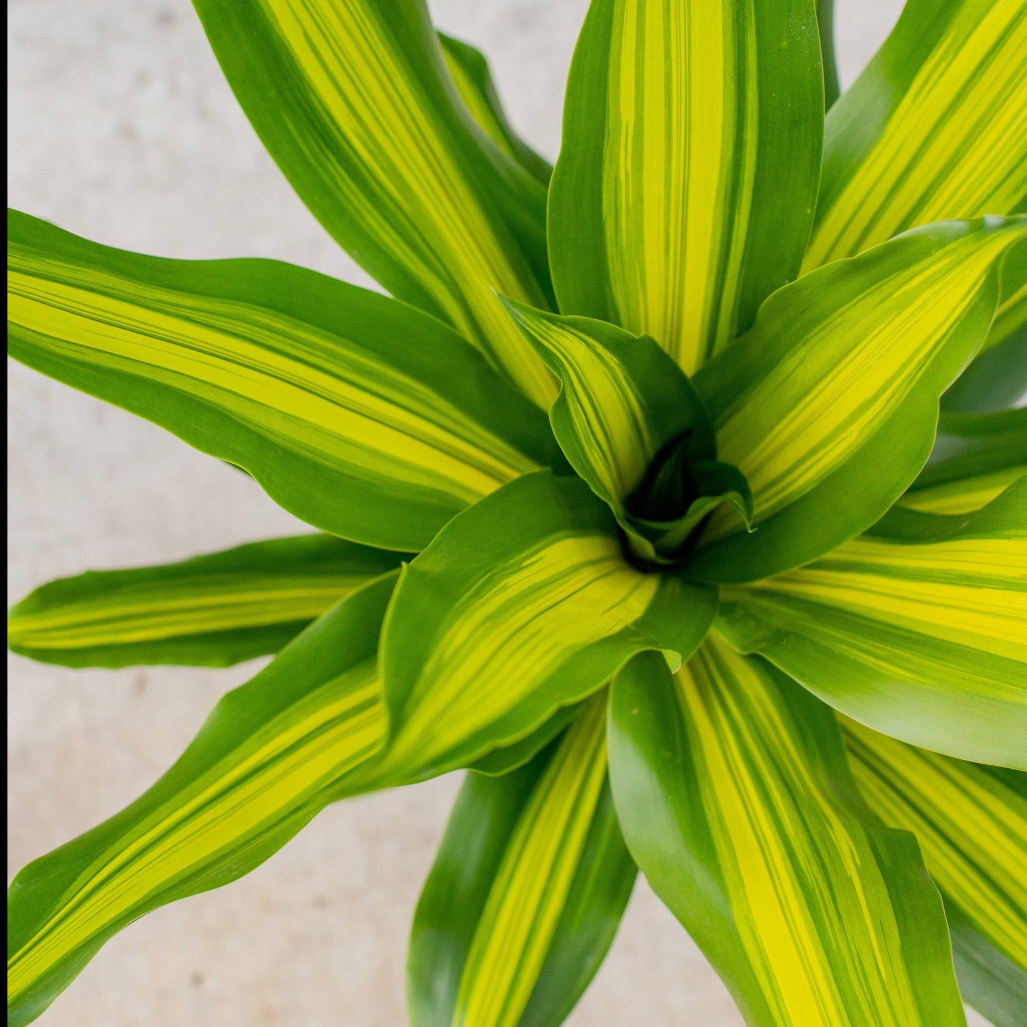 golden dracaena Dracaena Golden Heart - Dracaena fragrans