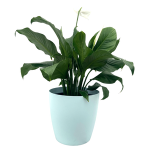 Extra Large Light Blue Array Pot with a Peace Lily 