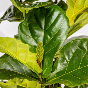 Close up of the leaves of a Ficus Lyrata also known as Fiddle Leaf Fig featuring large glossy green round leaves