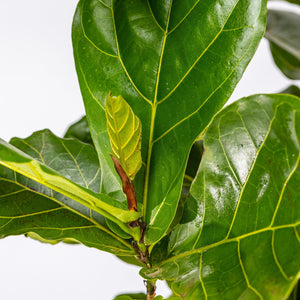 Close-up photograph of a Ficus Lyrata, also known as Fiddle Leaf Fig plant with a focus on its green leaves.