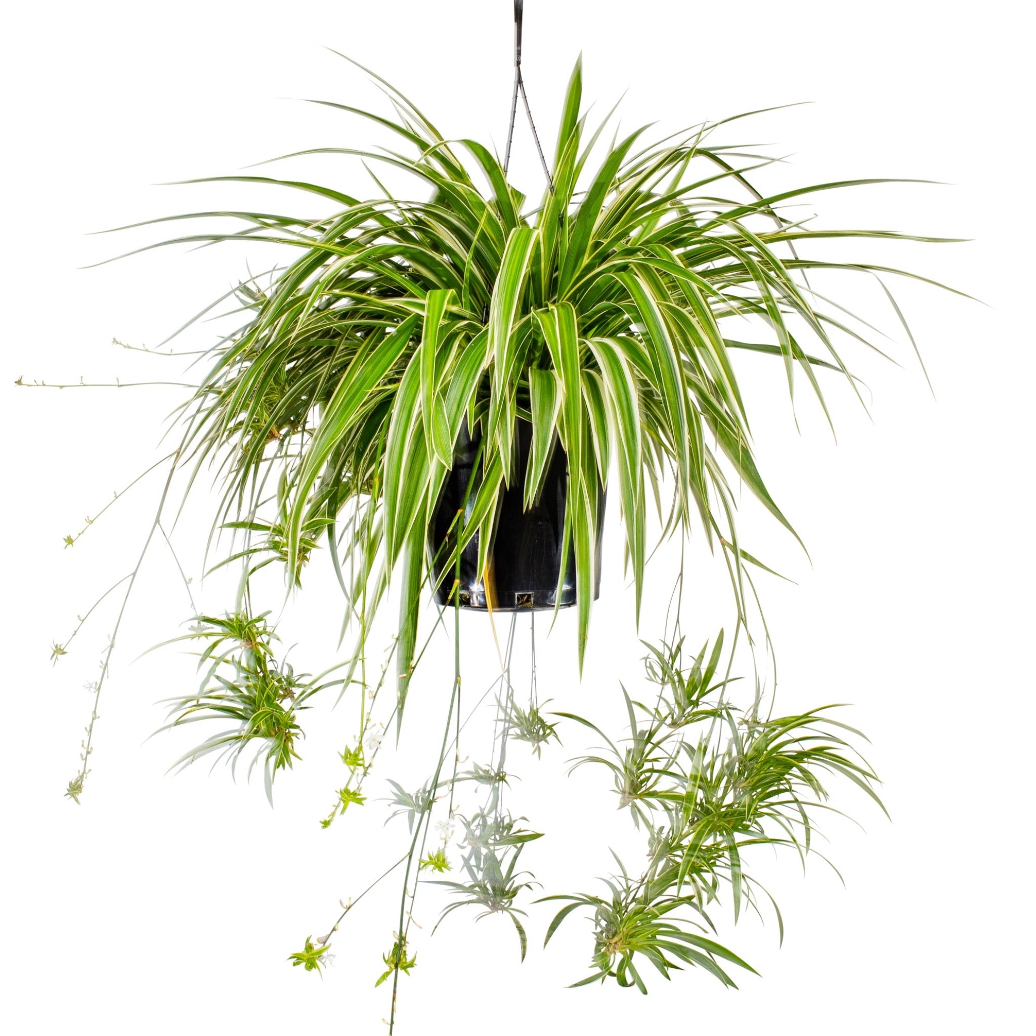 spider plant bunnings Spider Plant - Chlorophytum comosum