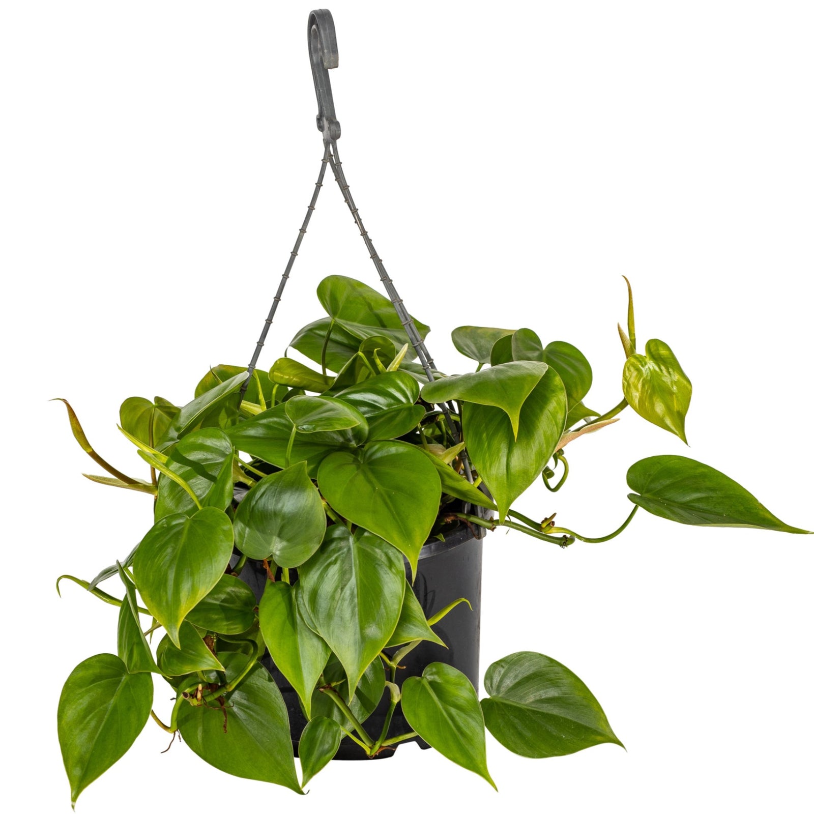 Green leaf Heartleaf Philodendron plant