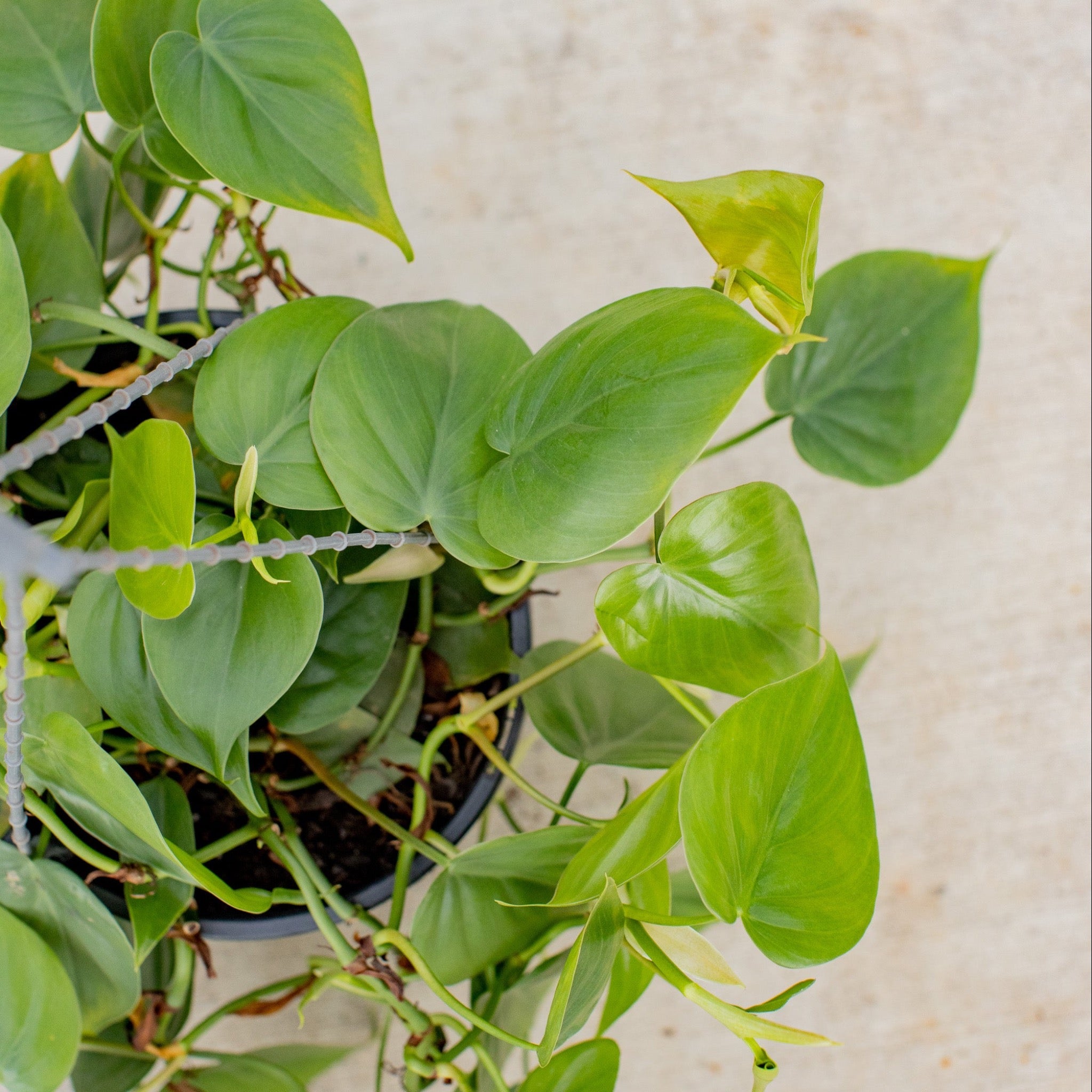 is philodendron an ivy Heart Leaf Philodendron – Philodendron hederaceum