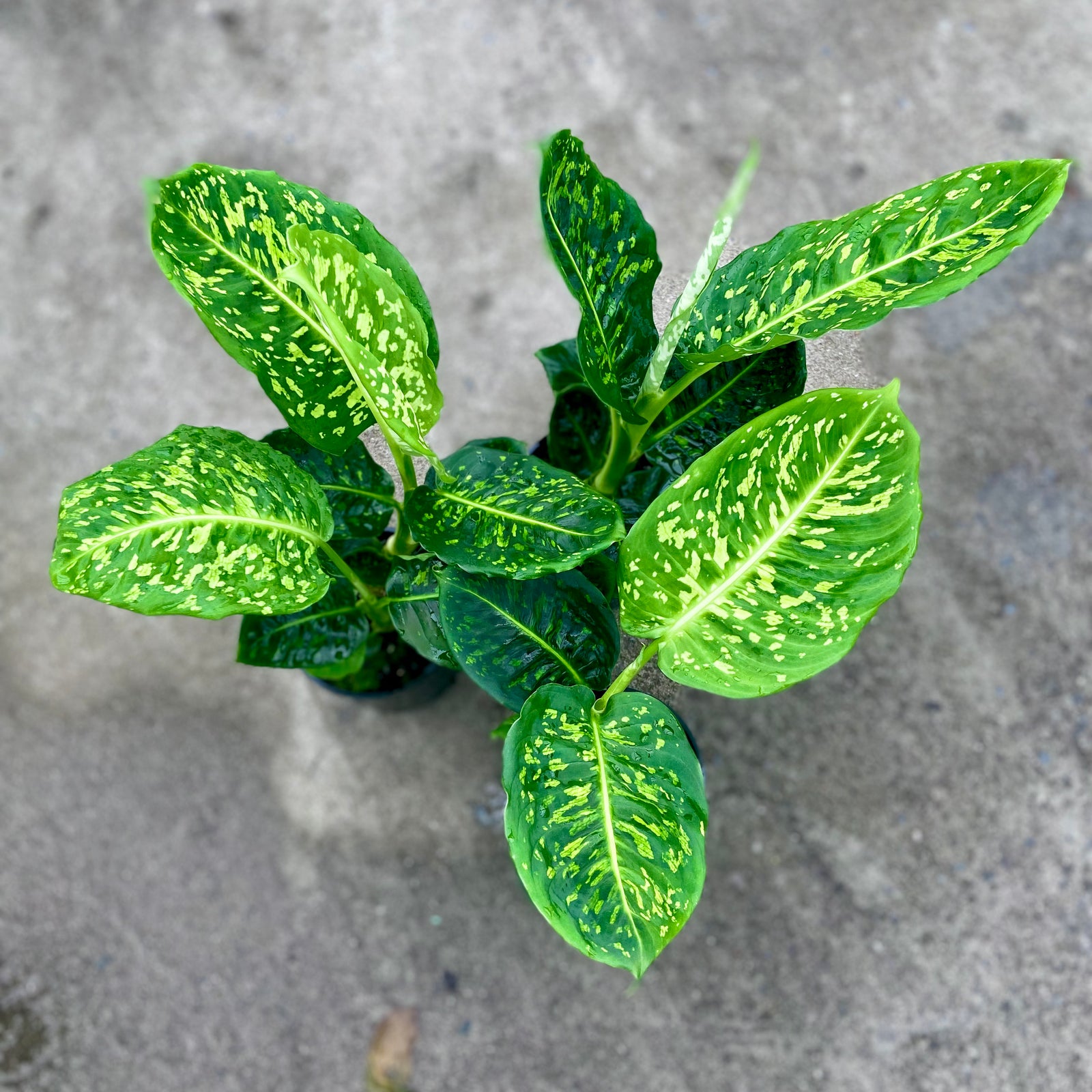 Reflector - Dieffenbachia