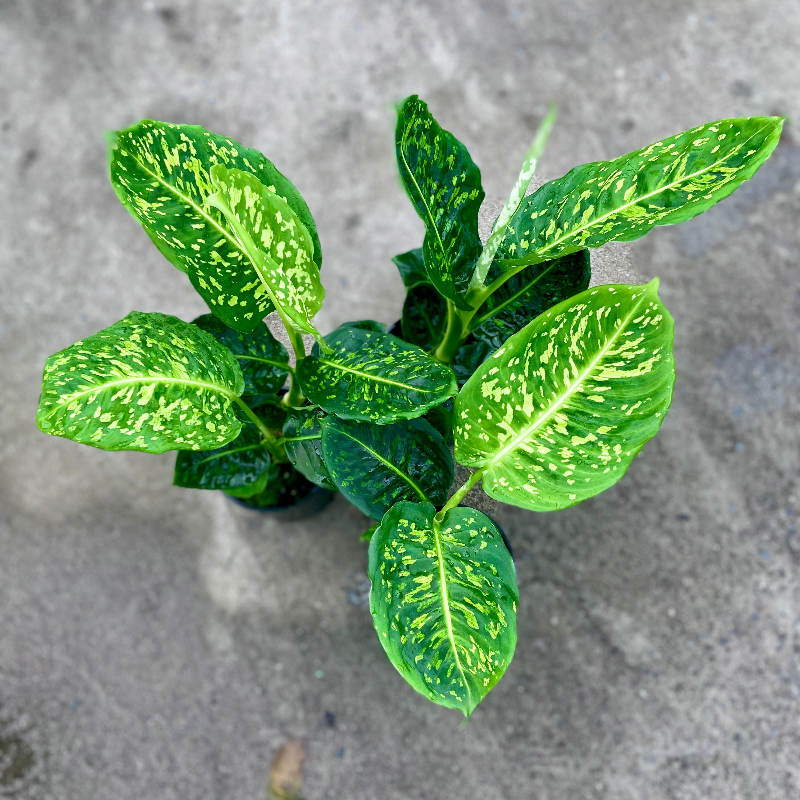 dieffenbachia australia Reflector - Dieffenbachia