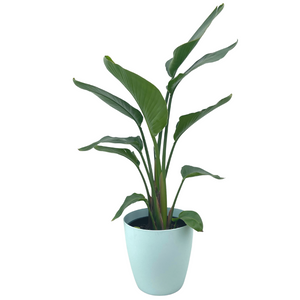 A light blue plastic Array plant pot with a Strelitzia also known as Birds of Paradise. 