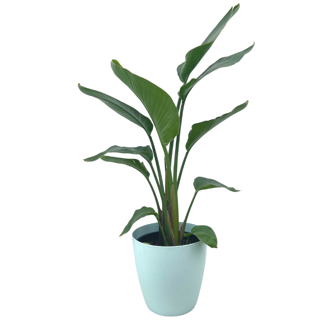 Array Pot - Blue