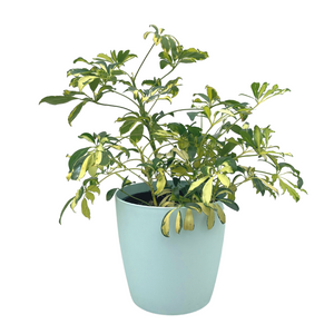 A medium light blue plastic Array plant pot with a Variegated Schefflera plant. 