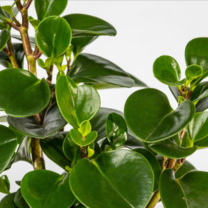 A close-up photograph of a Peperomia plant with green leaves.