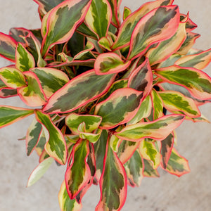 Peperomia Ginny indoor plant with tricolor green, cream, and pink-edged leaves.