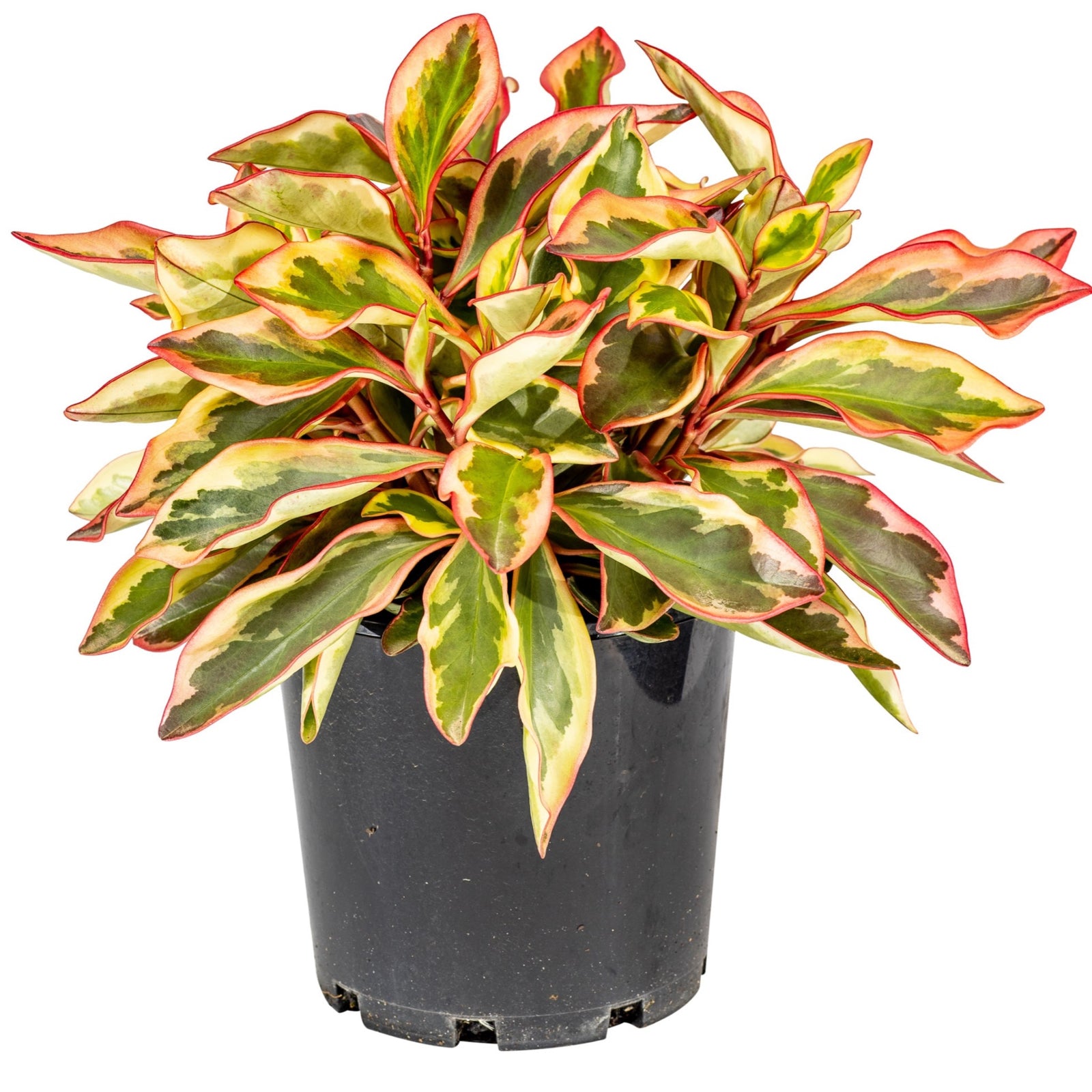 Peperomia Ginny indoor plant with tricolor green, cream, and pink-edged leaves.
