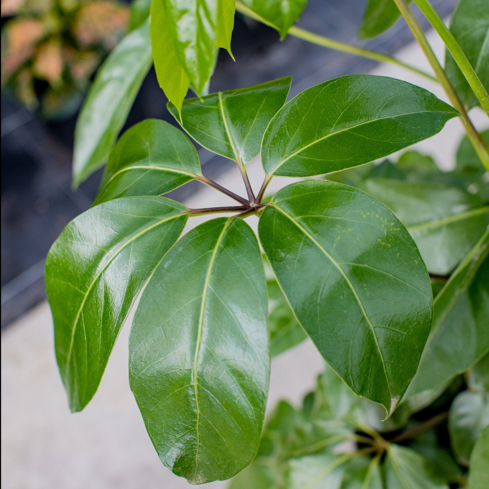 Umbrella Tree - Schefflera actinophylla