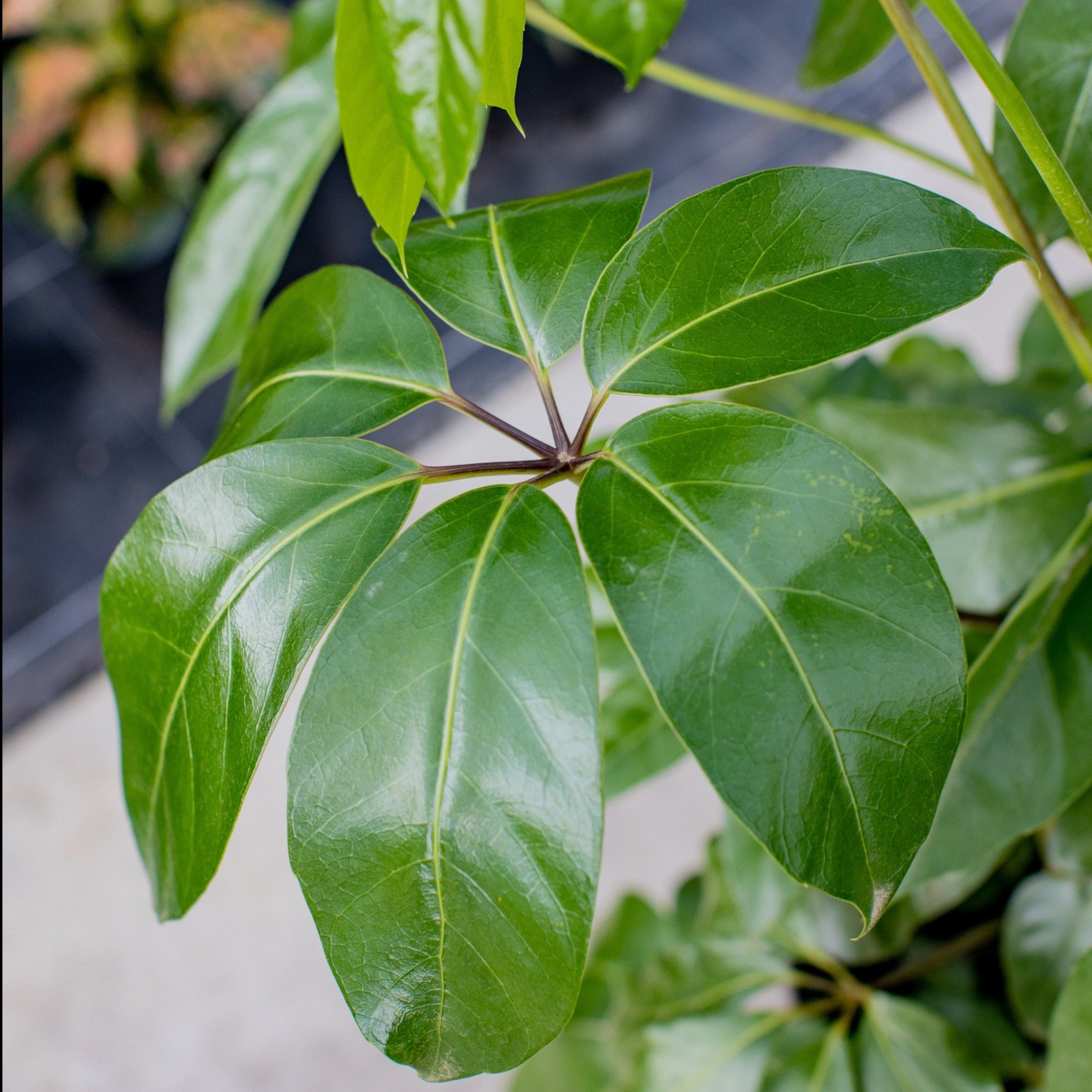 umbrella tree schefflera arboricola Umbrella Tree - Schefflera actinophylla