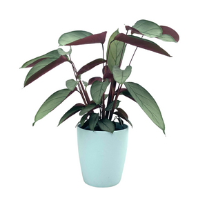 A small light blue array pot with a Ctenanthe plant. 