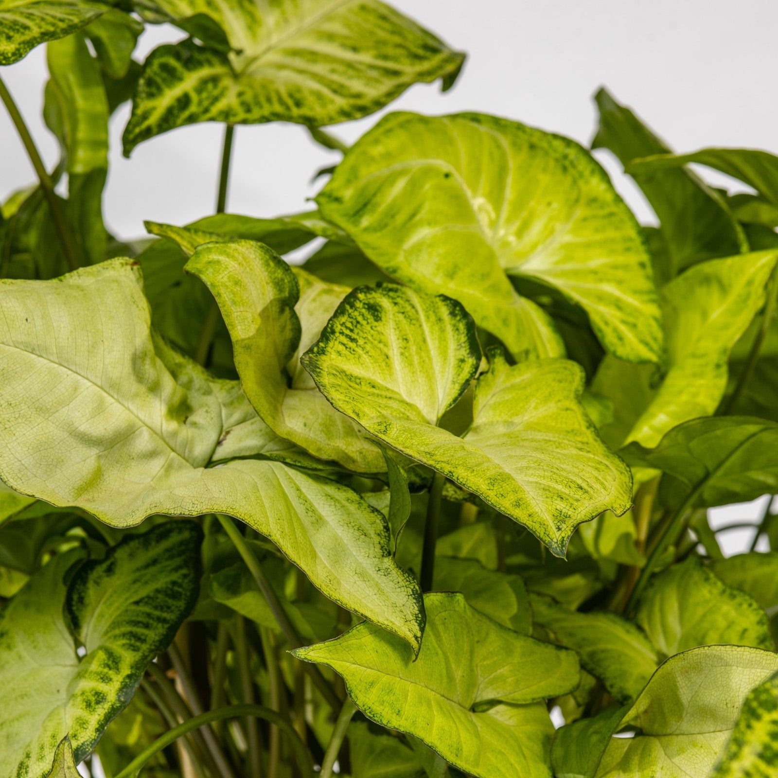 White Butterfly - Syngonium podophyllum