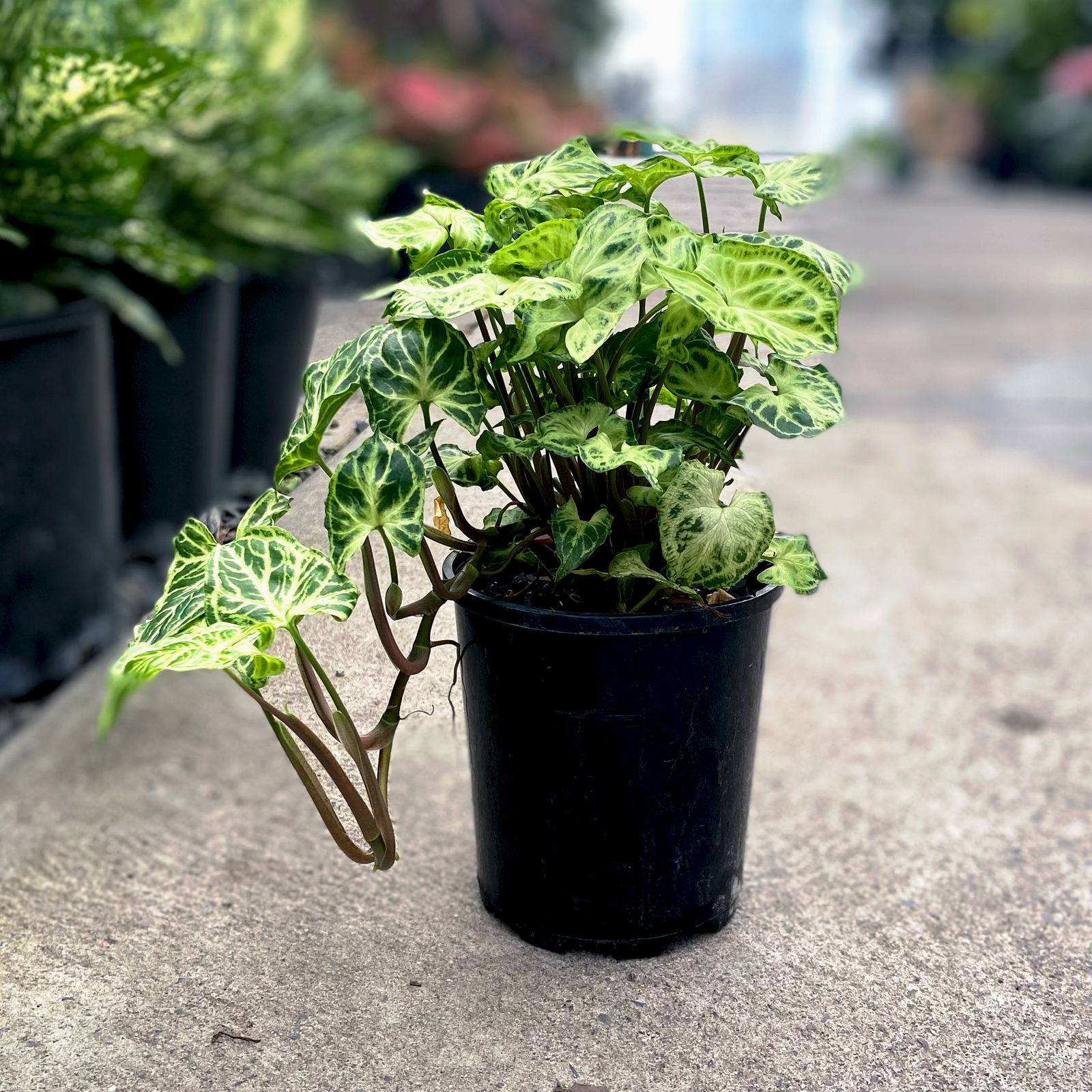 A small potted Syngonium podophyllum plant, commonly known as Syngonium Batik, featuring a mix of cream and green leaves on a sidewalk with various other potted plants in the background.