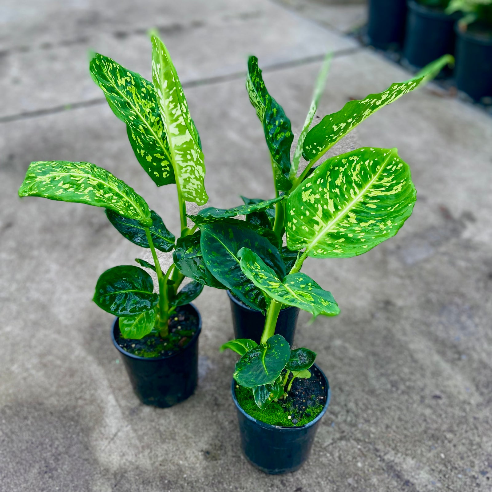Three potted Dieffenbachia plants with vibrant green and cream variegated leaves, placed on a concrete surface.