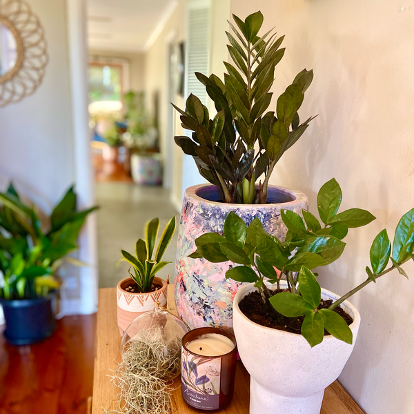 zanzibar gem indoor plants Zanzibar Gem - Zamioculcas zamiifolia