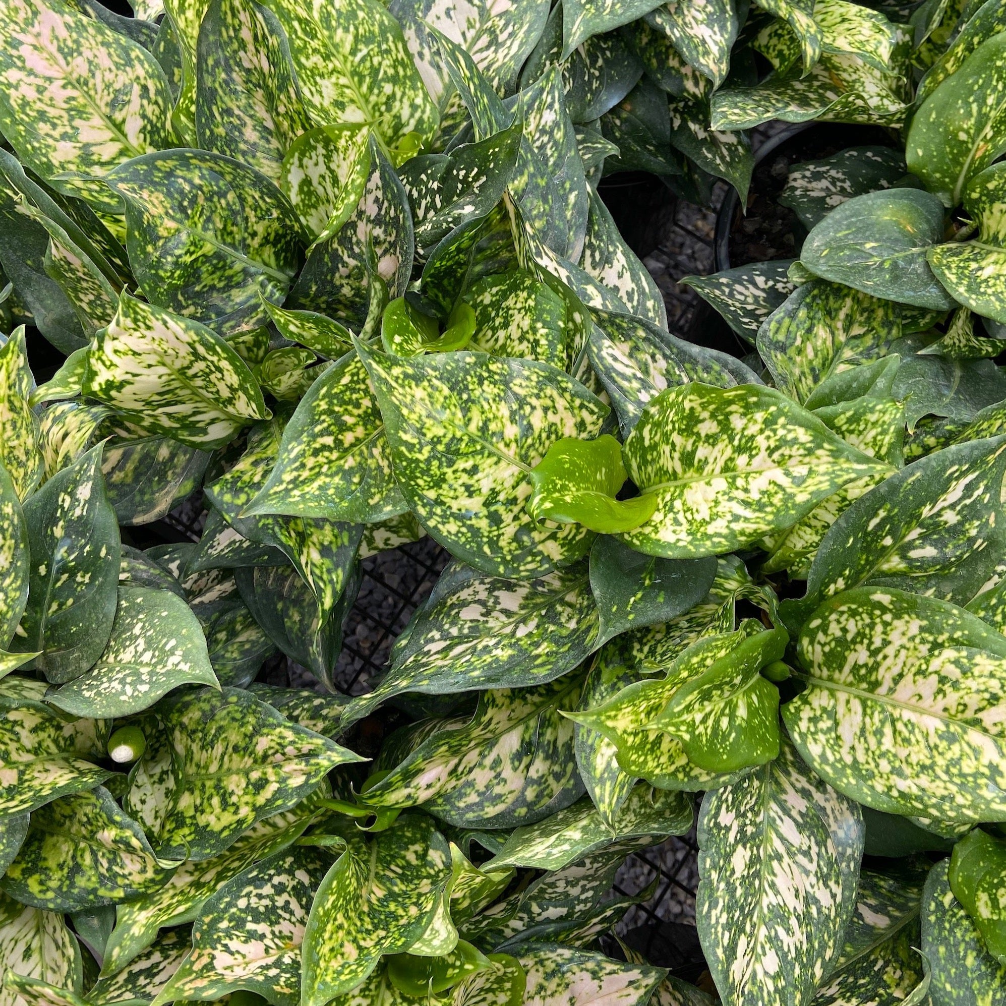 aglaonema commutatum eileen Aglaonema 'Eileen'