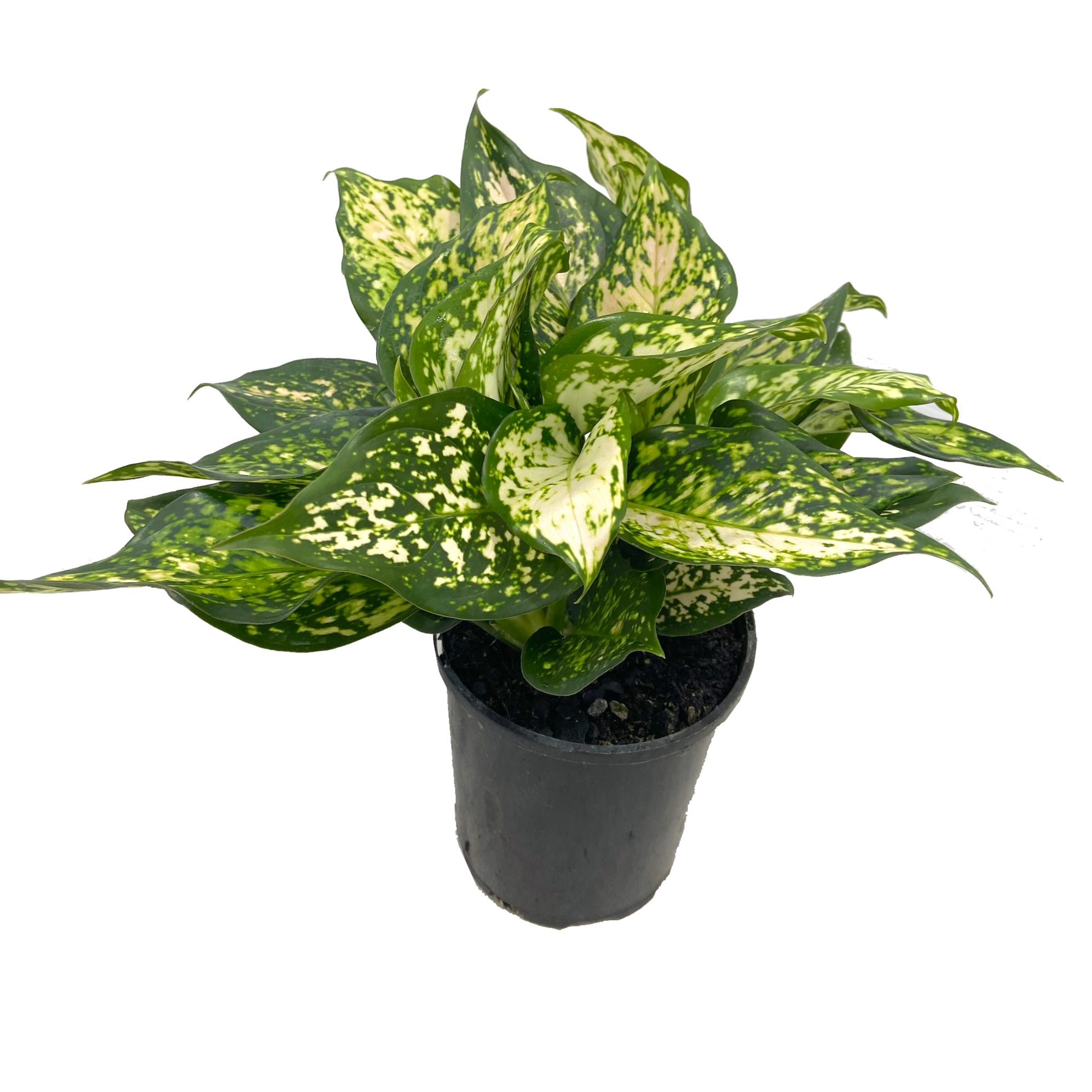 aglaonema commutatum eileen Aglaonema 'Eileen'