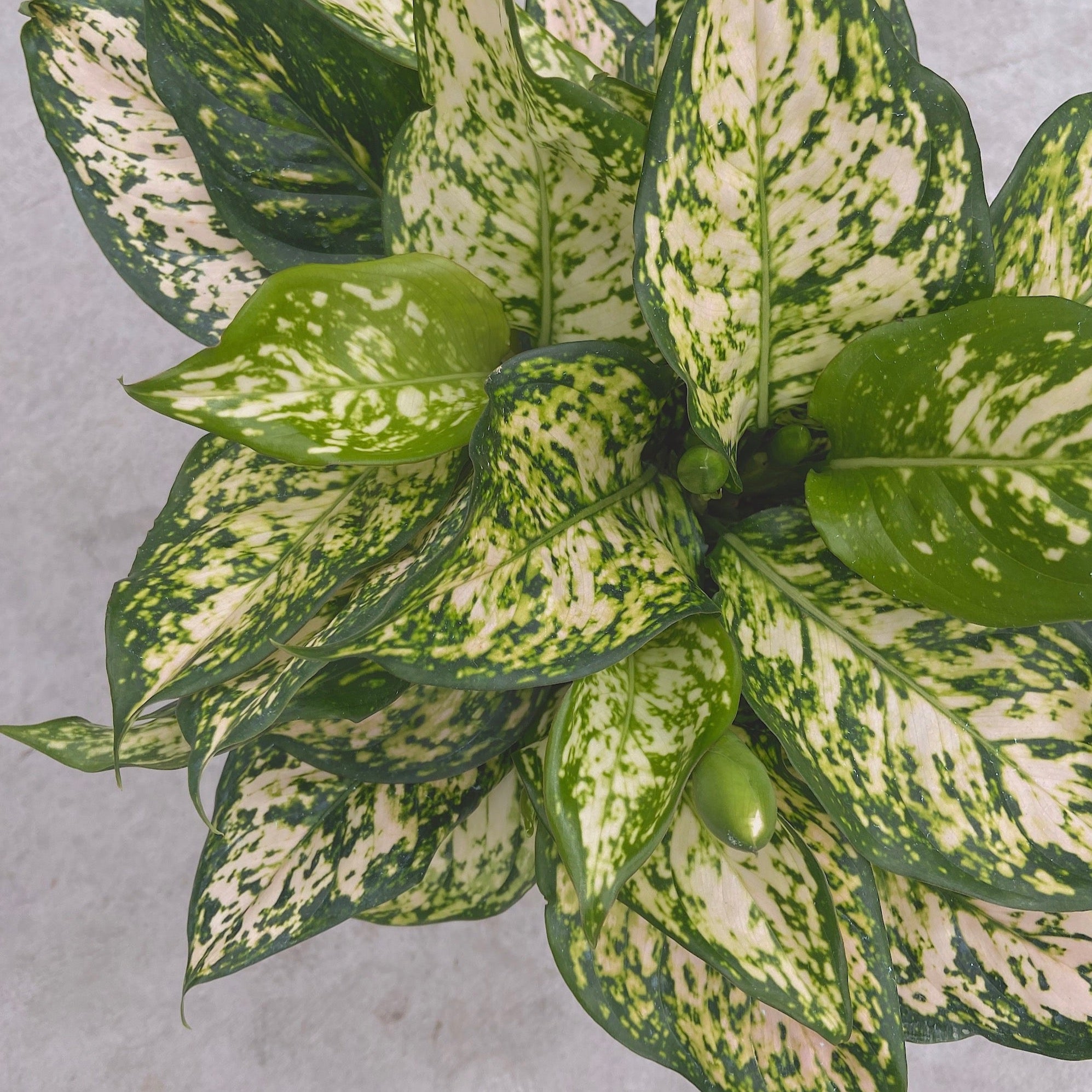 aglaonema commutatum eileen Aglaonema 'Eileen'
