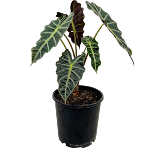 Alocasia 'Amazonica'