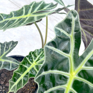 Alocasia 'Amazonica'