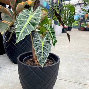 Alocasia 'Amazonica'
