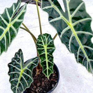 Alocasia 'Amazonica'