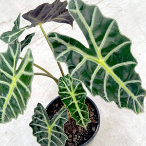 Alocasia 'Amazonica'