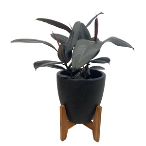 Cement Egg Pot with Timber Stand