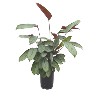 Grey Star - Ctenanthe setosa