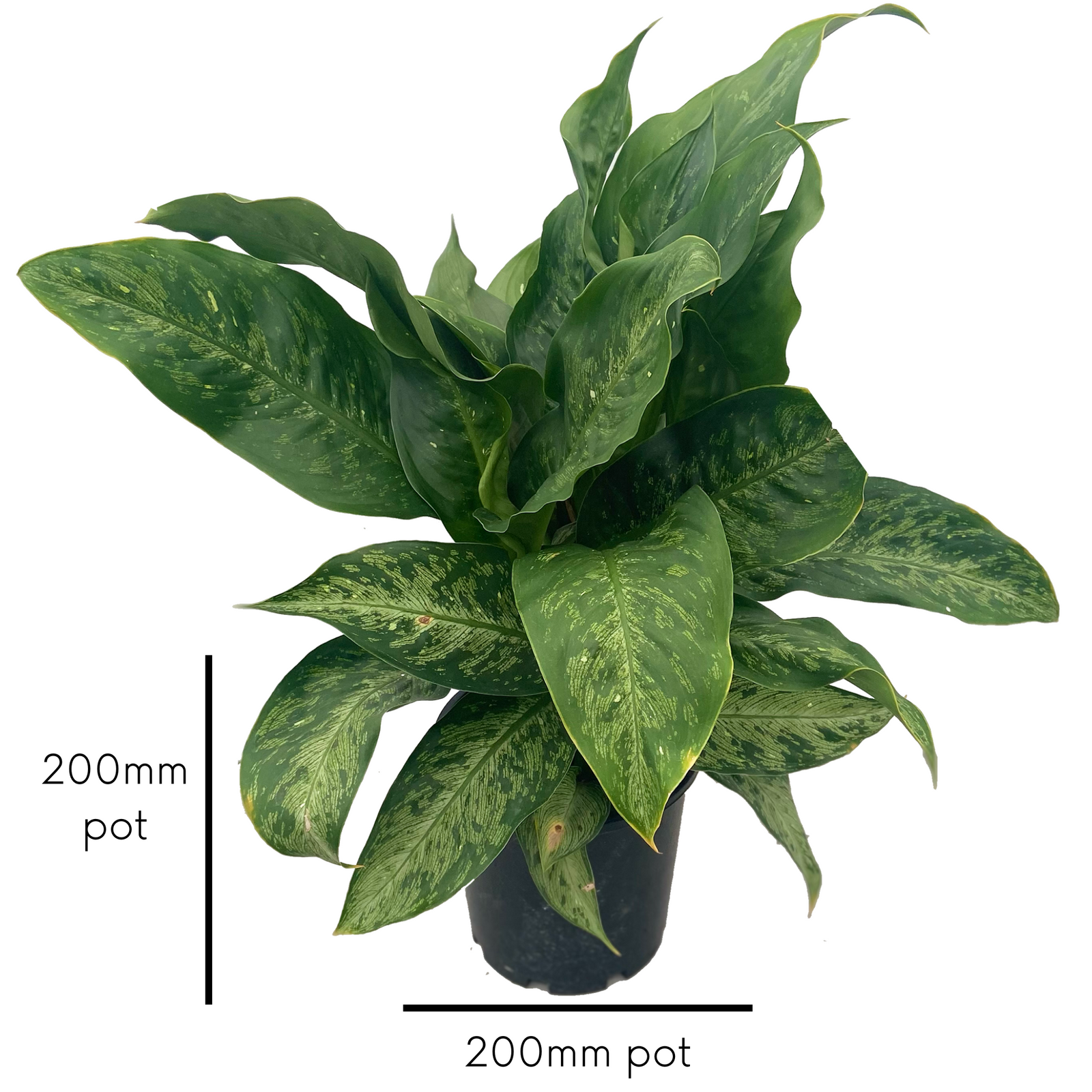 dieffenbachia corsii 200mm pot