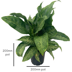 dieffenbachia memoria corsii care Memoria Corsii - Dieffenbachia