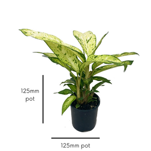 Starbright - Dieffenbachia