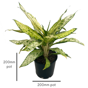 Starbright - Dieffenbachia