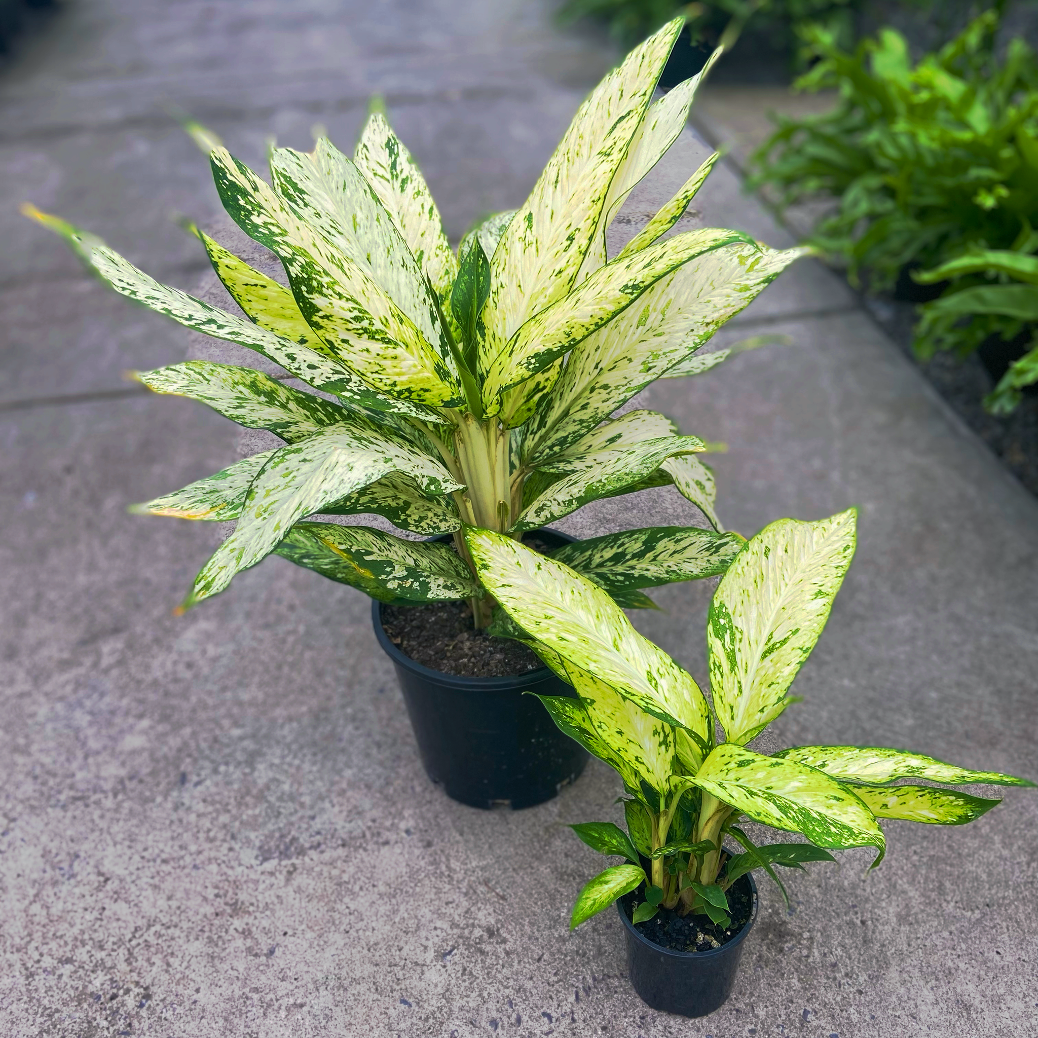 dieffenbachia star bright Starbright - Dieffenbachia