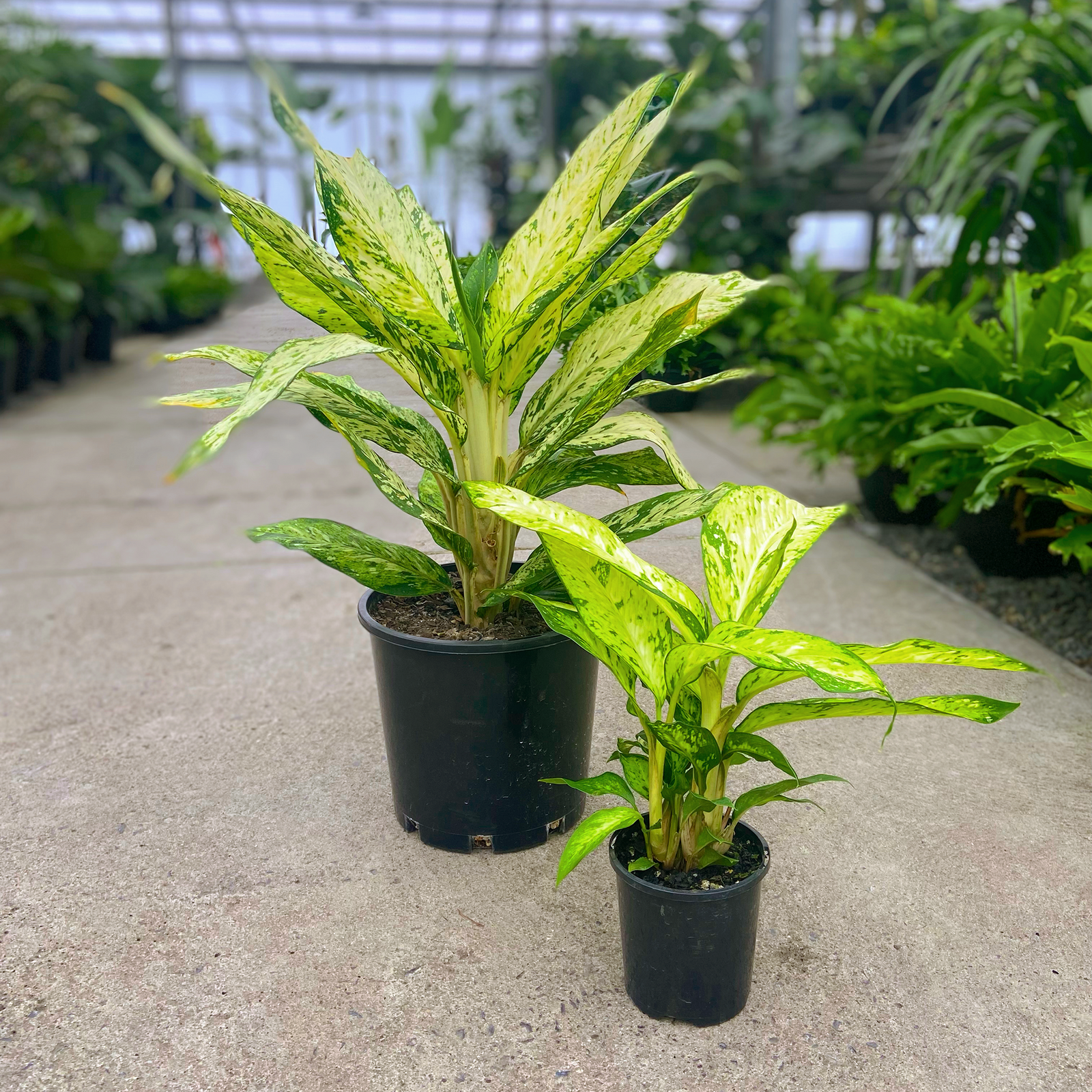 dieffenbachia memoria corsii common name Memoria Corsii - Dieffenbachia
