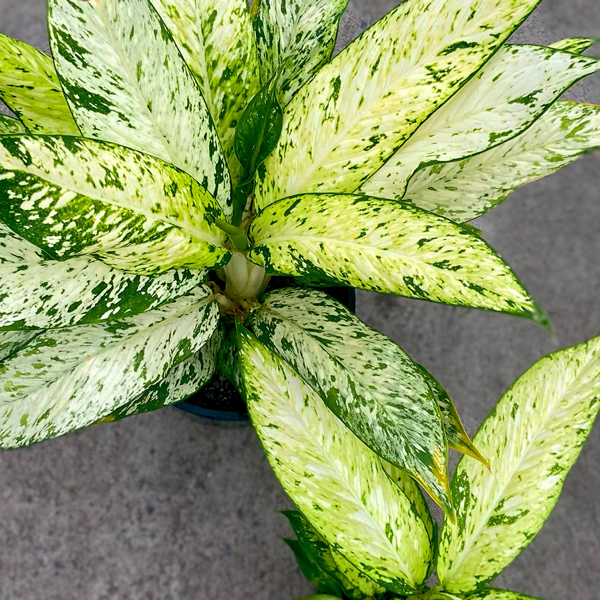 dieffenbachia star white Starbright - Dieffenbachia