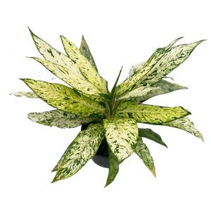 Starbright - Dieffenbachia