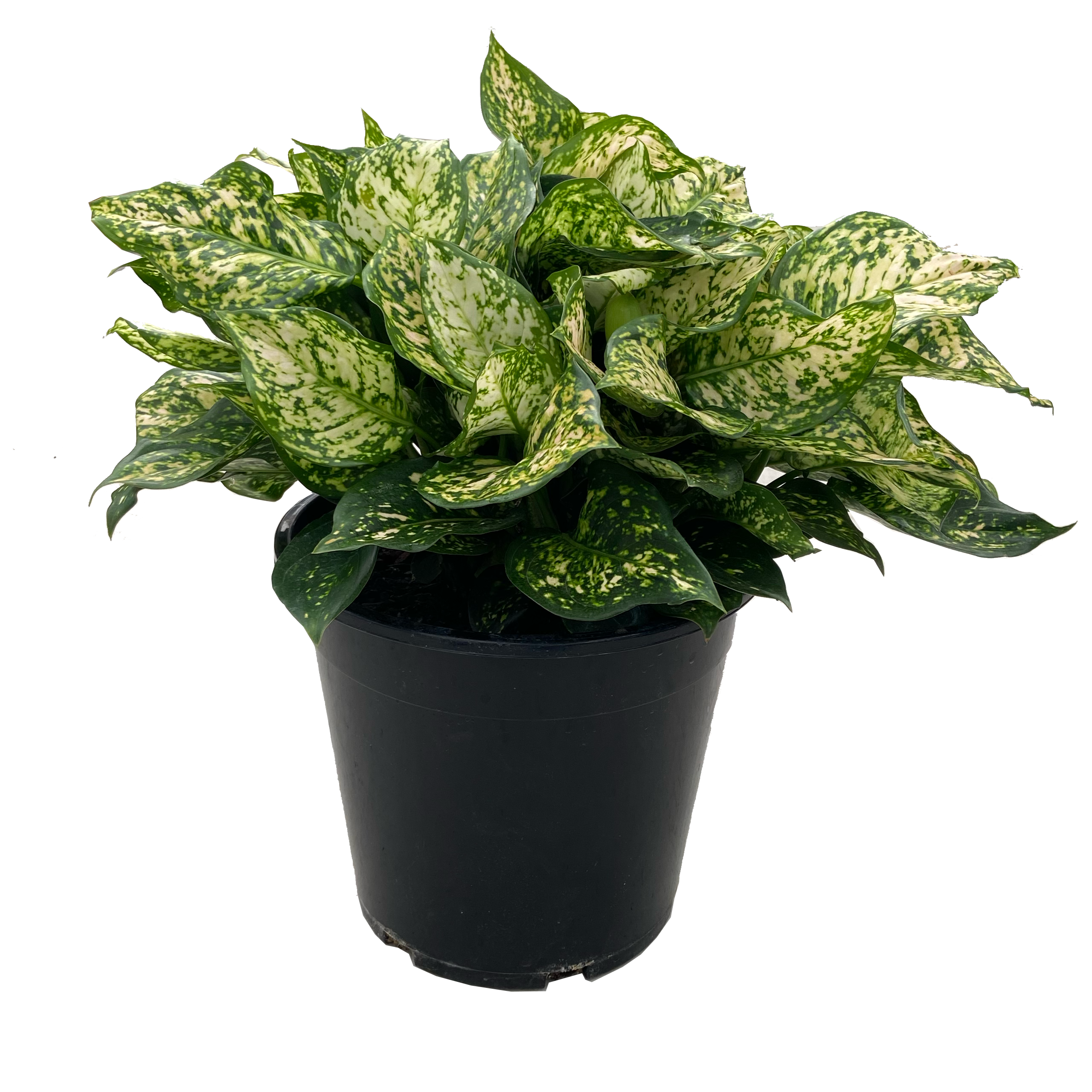 aglaonema eileen care Aglaonema 'Eileen'