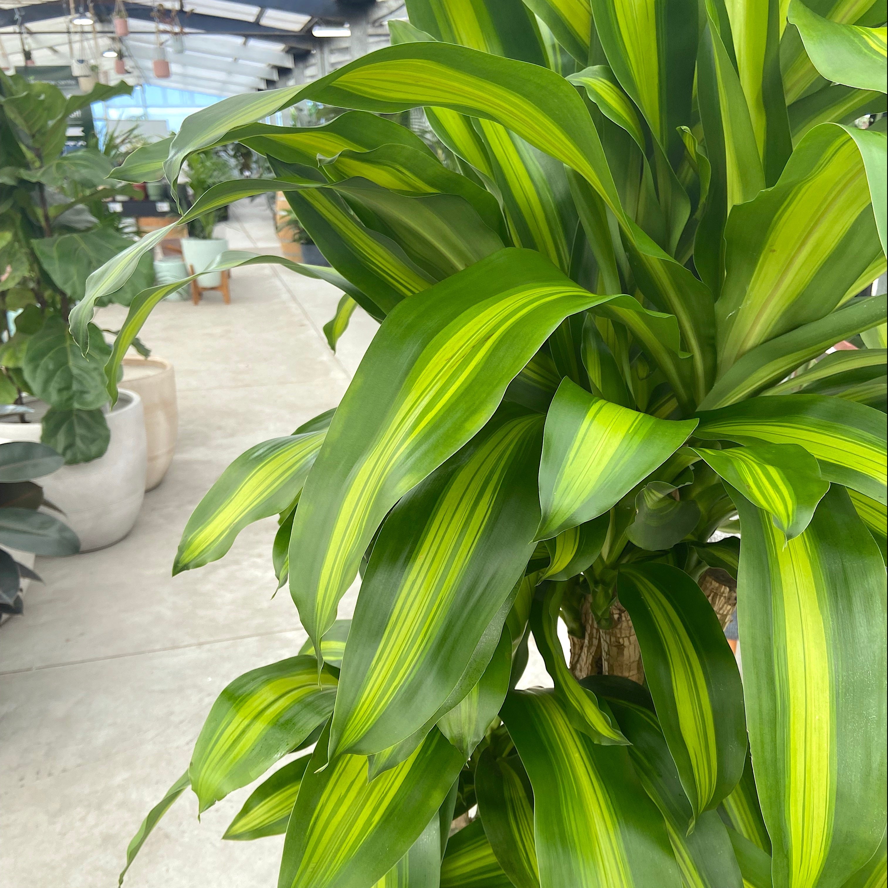 happy plant indoor care Happy Plant - Dracaena fragrans 'Massangeana'