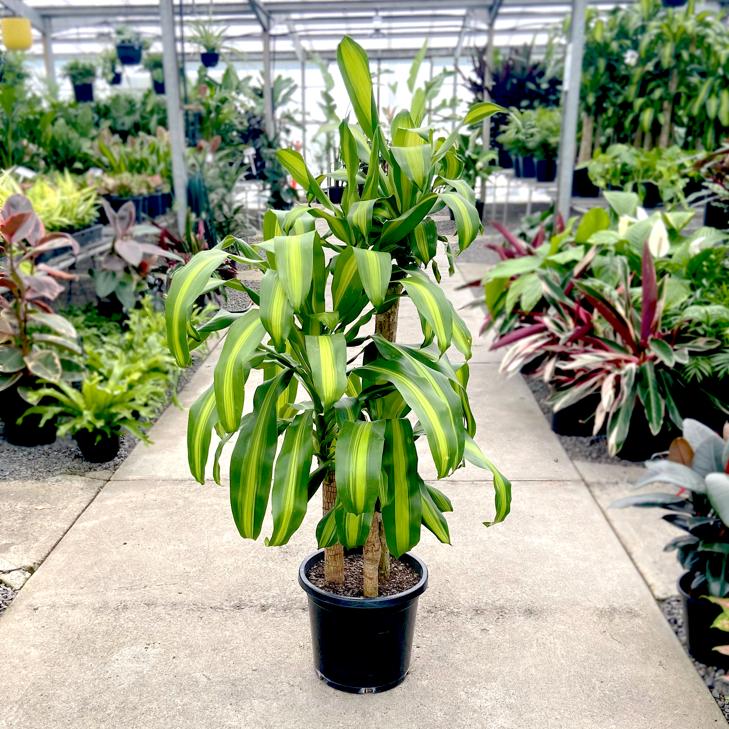 dracaena fragrans 中文 Happy Plant - Dracaena fragrans 'Massangeana'